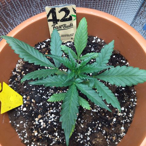 White Widow growlog timeline photo