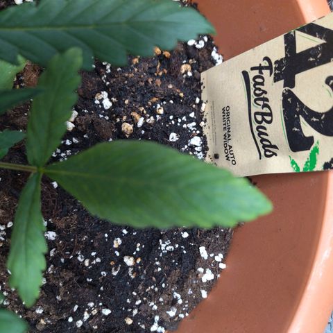 White Widow growlog timeline photo