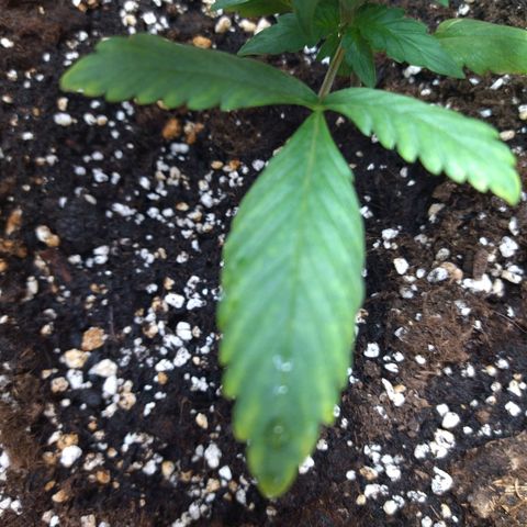 White Widow growlog timeline photo