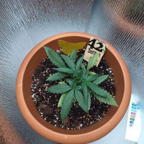 White Widow growlog timeline photo