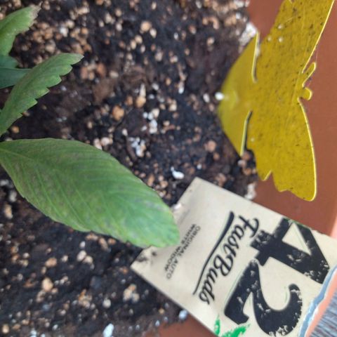 White Widow growlog timeline photo