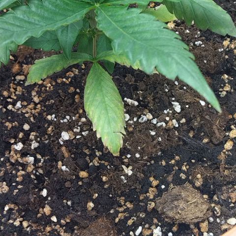 White Widow growlog timeline photo