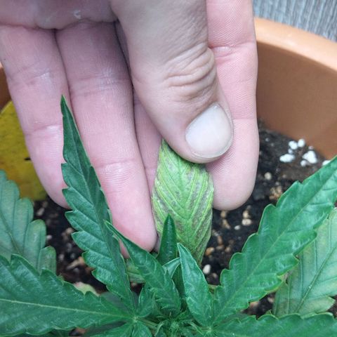 White Widow growlog timeline photo