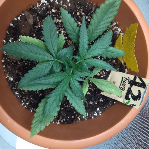 White Widow growlog timeline photo
