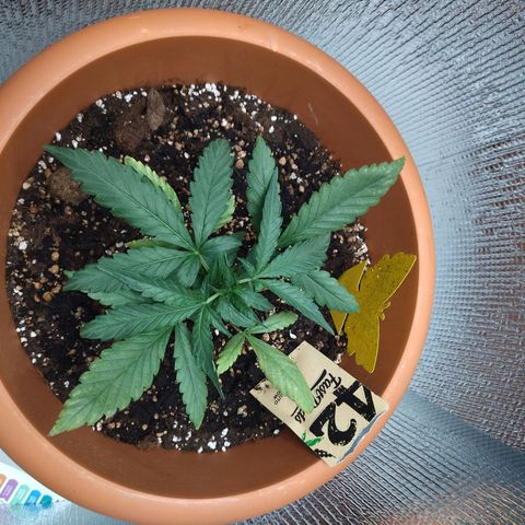 White Widow growlog timeline photo