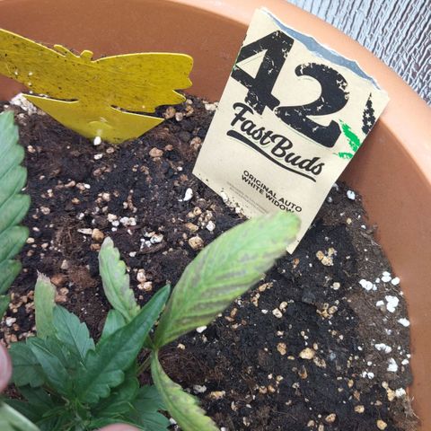White Widow growlog timeline photo