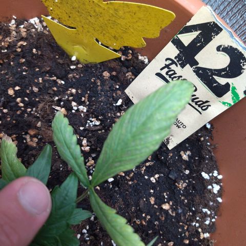 White Widow growlog timeline photo