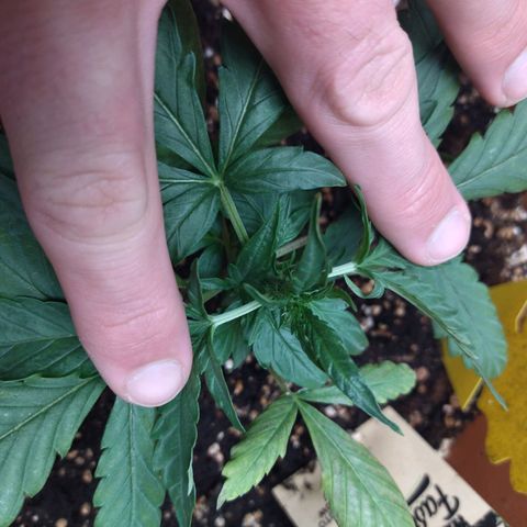 White Widow growlog timeline photo