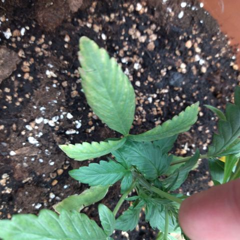 White Widow growlog timeline photo
