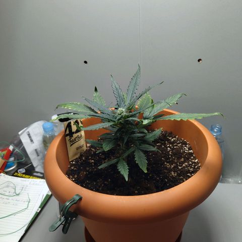 White Widow growlog timeline photo