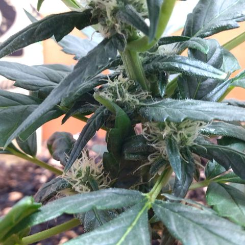 White Widow growlog timeline photo
