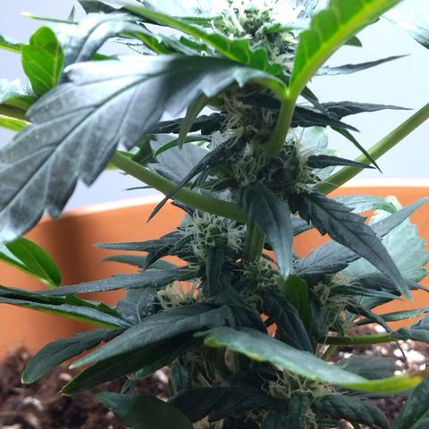 White Widow growlog timeline photo