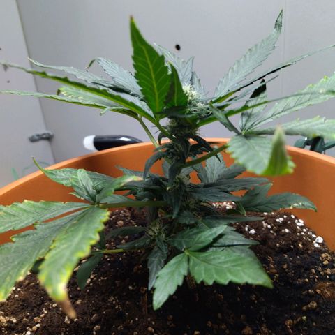 White Widow growlog timeline photo