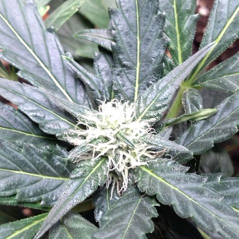 White Widow growlog timeline photo