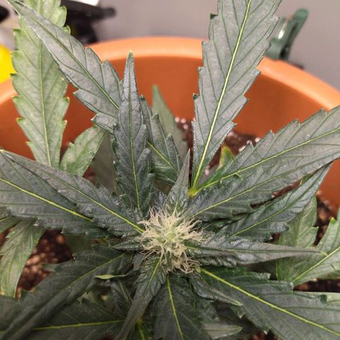 White Widow growlog timeline photo