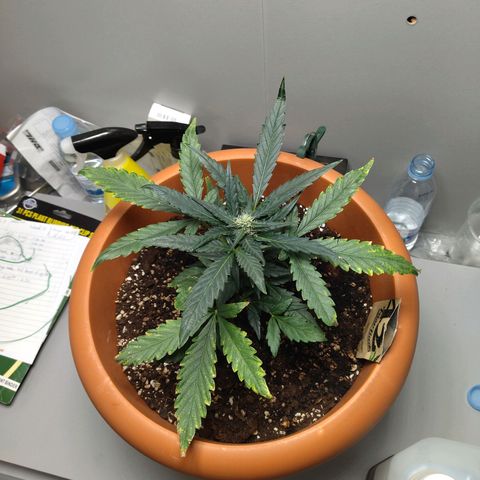 White Widow growlog timeline photo