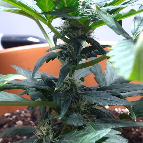 White Widow growlog timeline photo