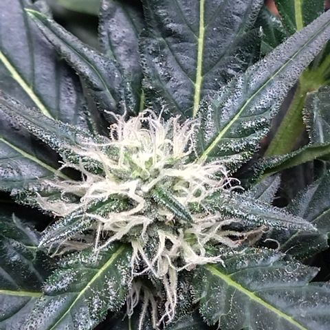 White Widow growlog timeline photo