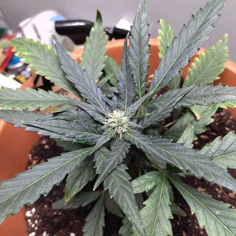 White Widow growlog timeline photo