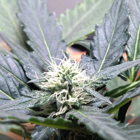 White Widow growlog timeline photo