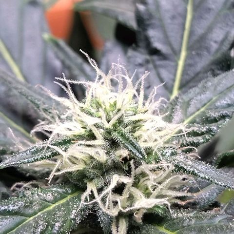 White Widow growlog timeline photo