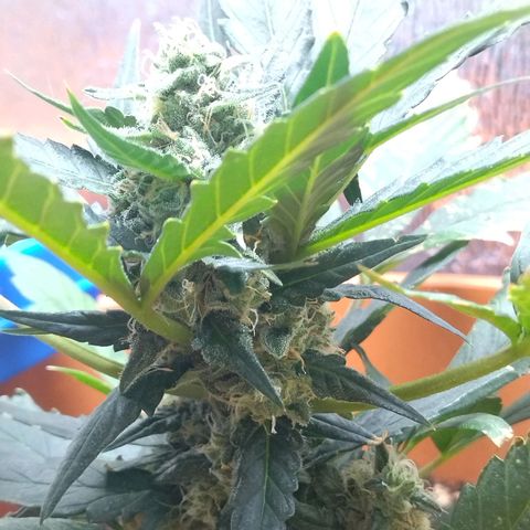 White Widow growlog timeline photo