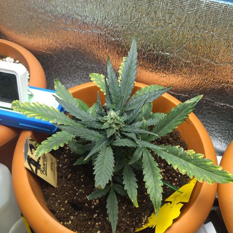 White Widow growlog timeline photo