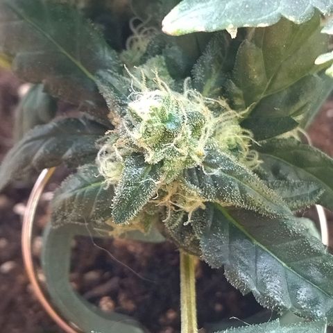 White Widow growlog timeline photo