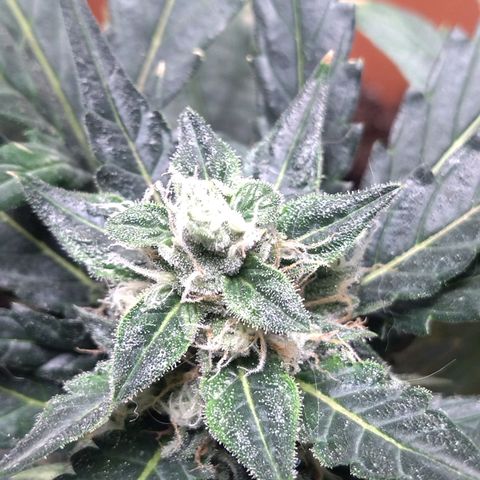 White Widow growlog timeline photo