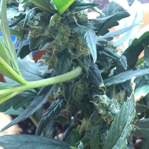 White Widow growlog timeline photo