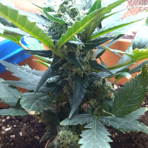 White Widow growlog timeline photo