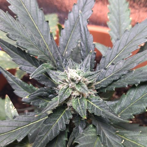 White Widow growlog timeline photo