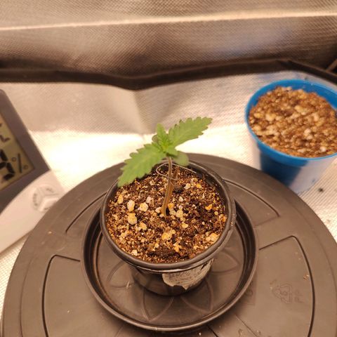 Blue Berry growlog timeline photo