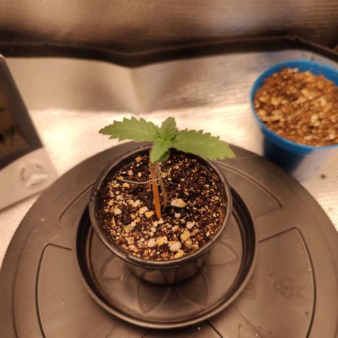 Blue Berry growlog timeline photo