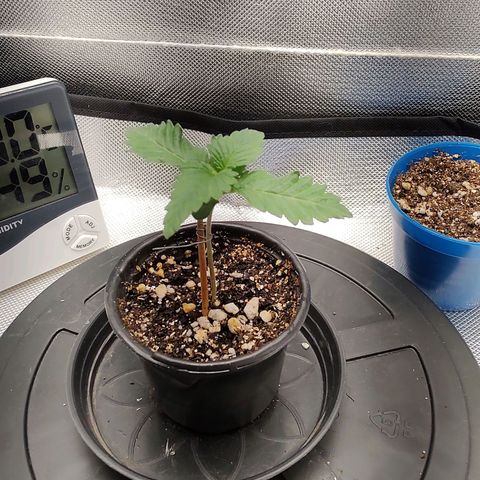 Blue Berry growlog timeline photo