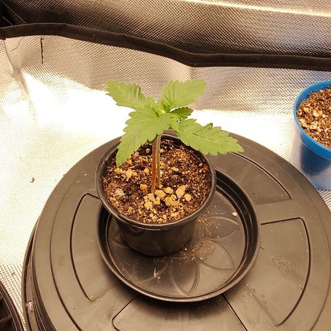 Blue Berry growlog timeline photo