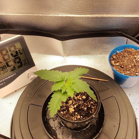 Blue Berry growlog timeline photo
