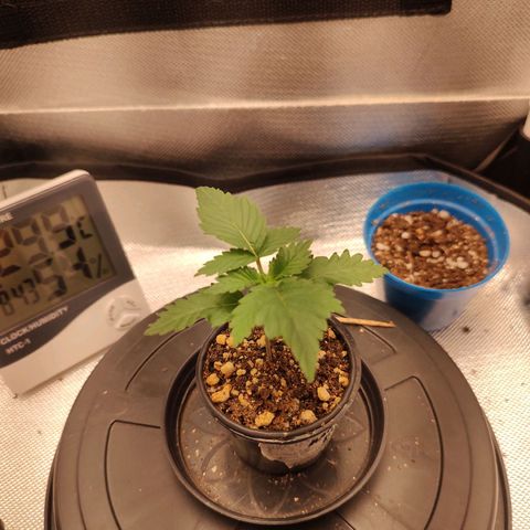Blue Berry growlog timeline photo