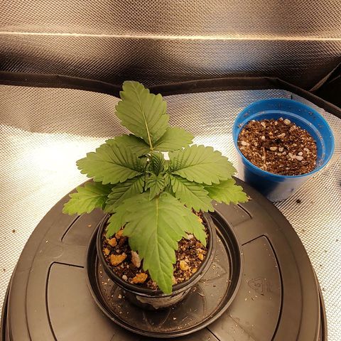 Blue Berry growlog timeline photo