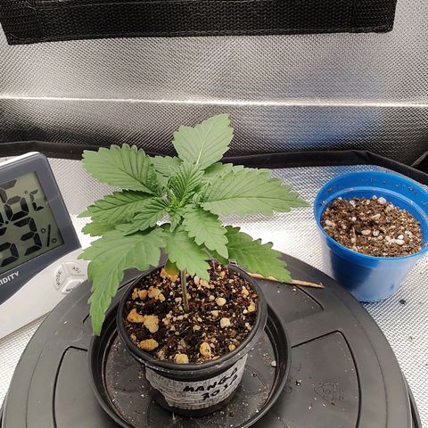 Blue Berry growlog timeline photo