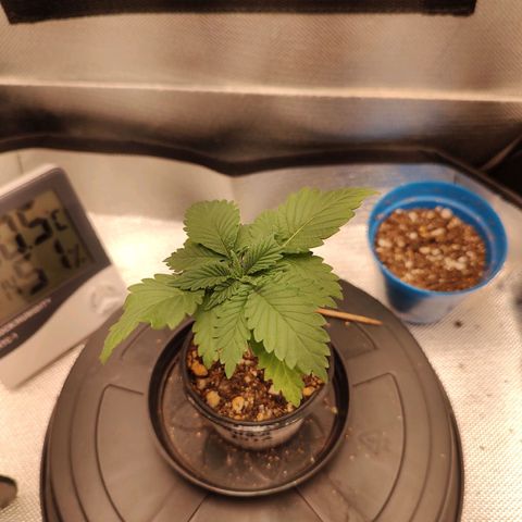 Blue Berry growlog timeline photo