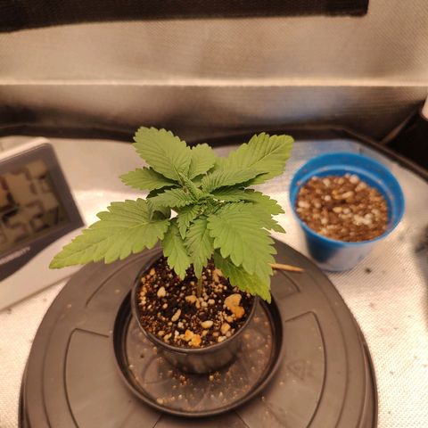 Blue Berry growlog timeline photo