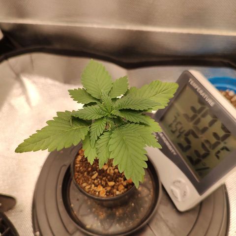 Blue Berry growlog timeline photo