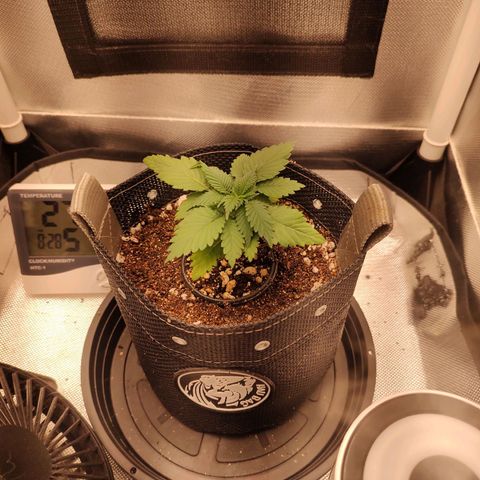 Blue Berry growlog timeline photo