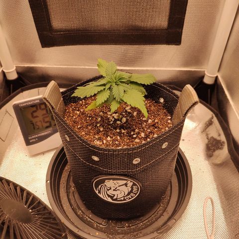 Blue Berry growlog timeline photo