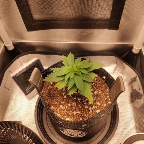 Blue Berry growlog timeline photo