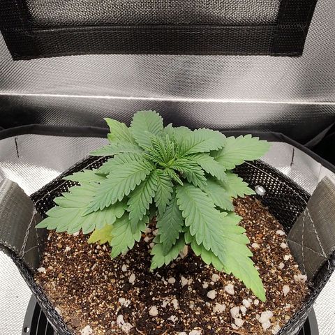 Blue Berry growlog timeline photo