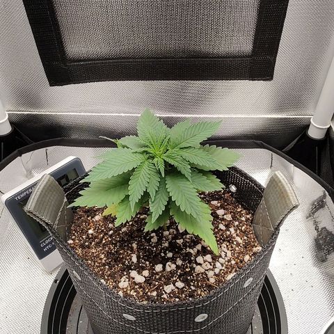 Blue Berry growlog timeline photo