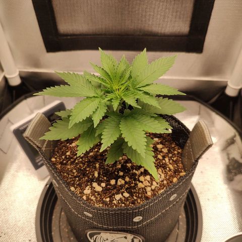 Blue Berry growlog timeline photo