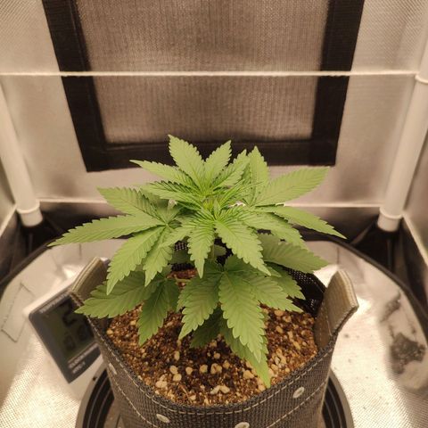 Blue Berry growlog timeline photo